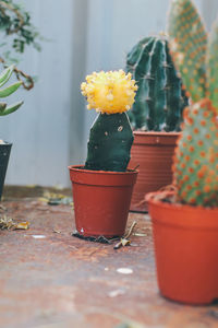 Close-up of yellow flower pot on table