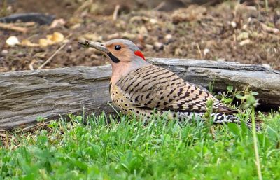Close-up of woodpecker perching on grassy field