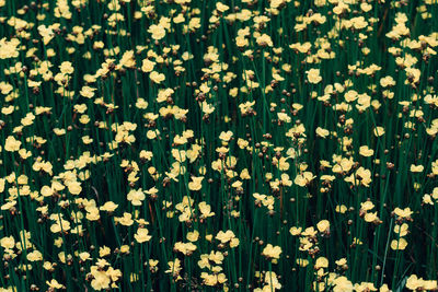 Full frame shot of white flowering plants on field