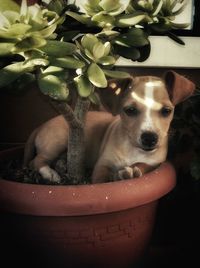 Portrait of dog on potted plant