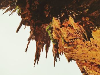Low angle view of trees