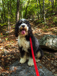Bernedoodle, who proudly wears a bright red leash, is sitting on a stone during a hike in virginia.