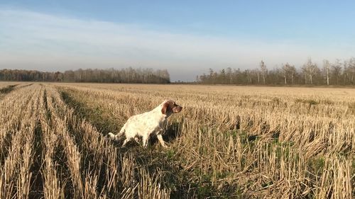 Dog in a field