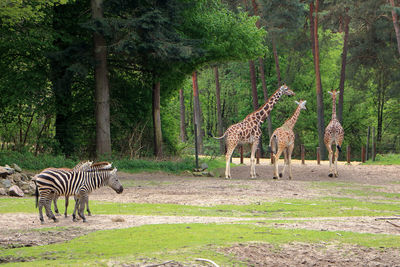 Zebras on field against trees in zoo