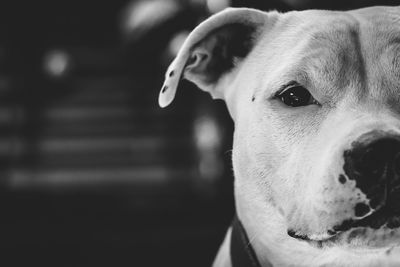 Close-up portrait of dog