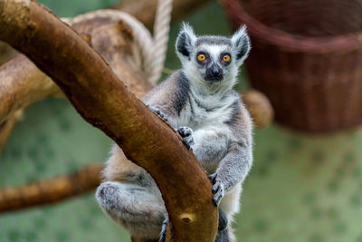 Close-up of monkey sitting on tree