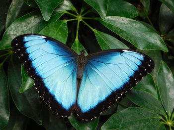 Close-up of butterfly on leaf