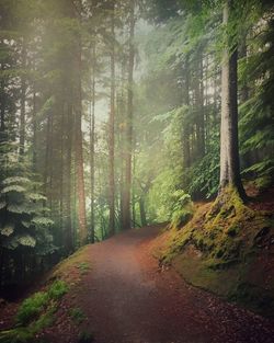 Road amidst trees in forest