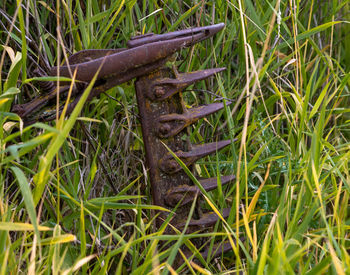 High angle view of lizard on grass