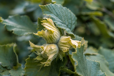 Close-up of green leaf on plant