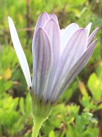 Close-up of flowers
