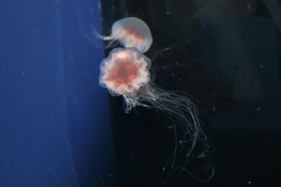 Close-up of jellyfish swimming underwater