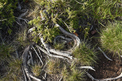 High angle view of roots on field