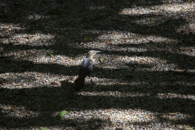 Female great-tailed grackle bird quiscalus mexicanus foraging for food on the ground