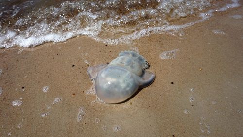 High angle view of crab on beach