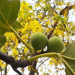 Low angle view of fruits on tree