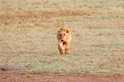 Young lion cub walks across grasslands in the maasai mara, kenya