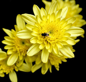 Close-up of insect on yellow flower against black background