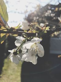 Close-up of white flowers blooming on tree