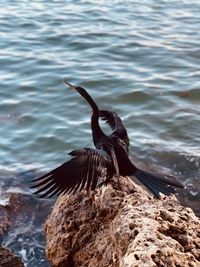 Bird standing on rock by lake