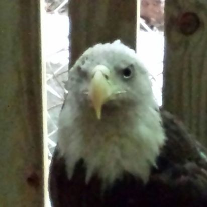 PORTRAIT OF EAGLE IN CAGE