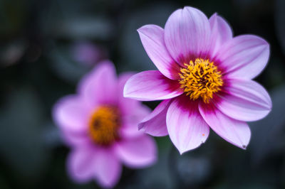 Close-up of purple flowering plant