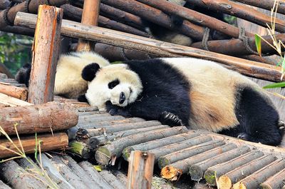 View of an animal on log in zoo