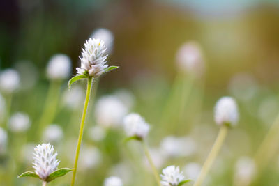 Close-up of white flowering plant on field