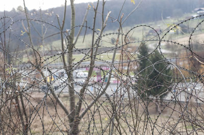 Close-up of bare trees on field during winter