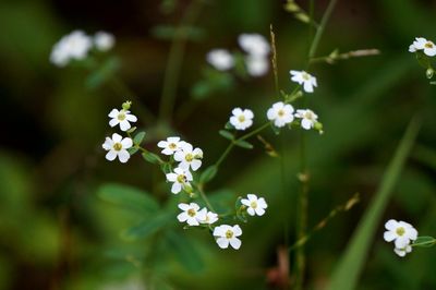 Close-up of white flowers blooming outdoors