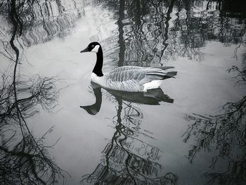 Swan swimming on lake