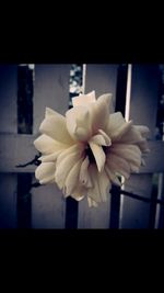 Close-up of white flower