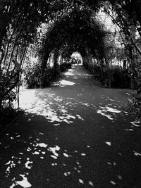 Shadow of trees on ground