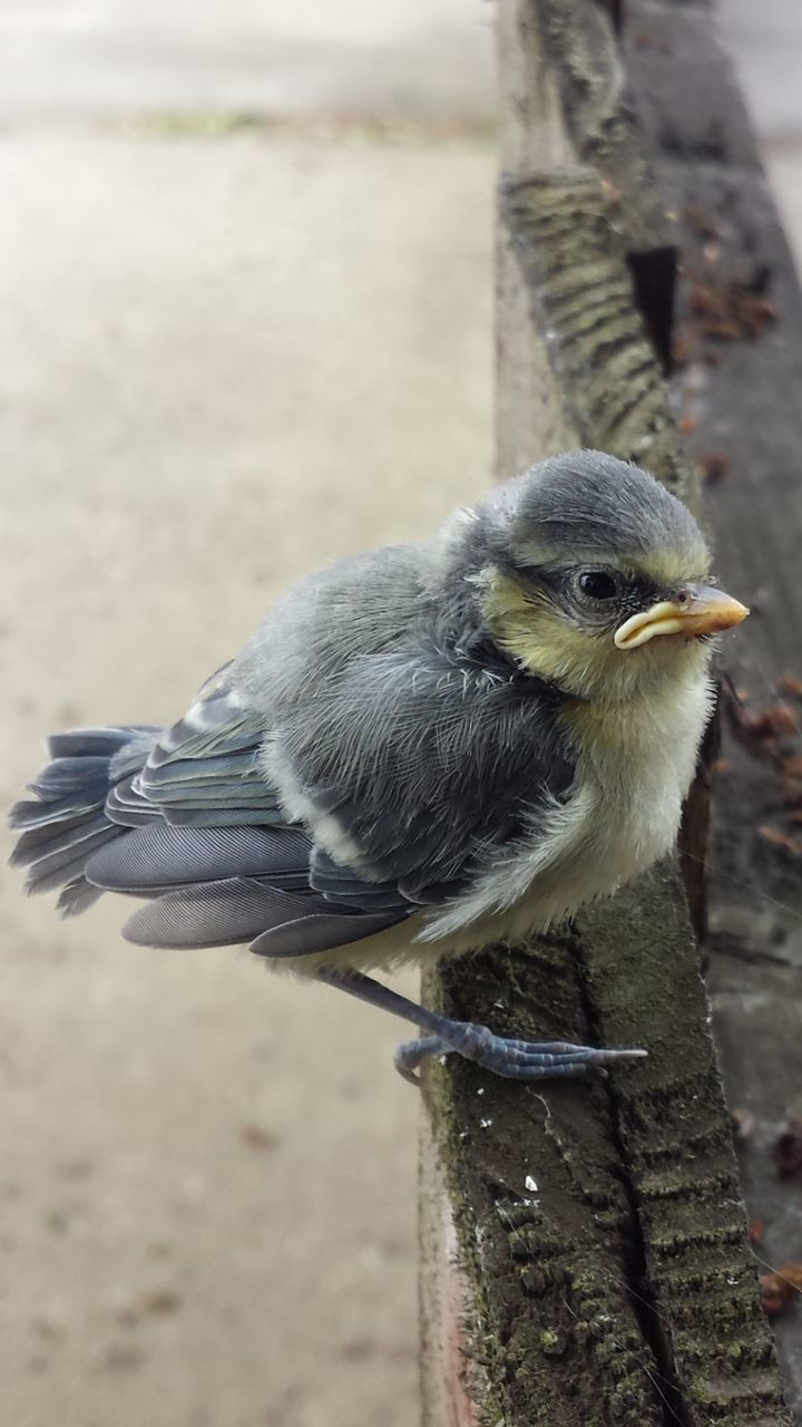 animal themes, animals in the wild, one animal, wildlife, focus on foreground, bird, close-up, beak, full length, outdoors, day, nature, looking away, perching, no people, monkey, side view, two animals, zoology, animal head