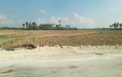 Scenic view of agricultural field against sky