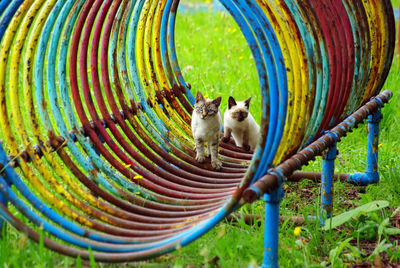 Cat sitting in multi colored grass