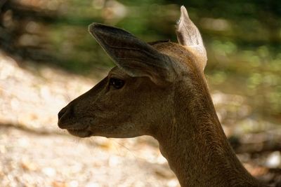 Close-up of deer