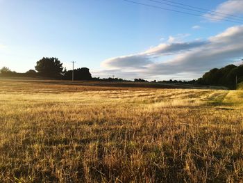 Scenic view of field against clear sky