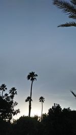 Low angle view of silhouette palm trees against sky