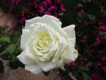 Close-up of white rose blooming outdoors