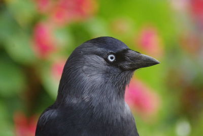 Close-up portrait of a bird