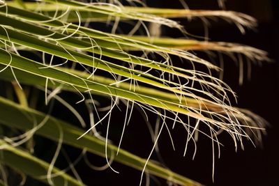 Close-up of plant against black background