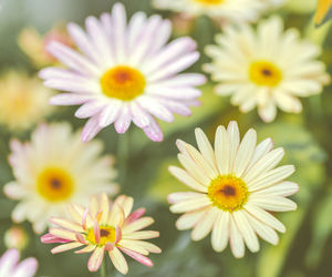 Close-up of white daisy flowers