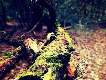 Close-up of moss growing on tree trunk