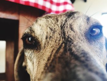 Close-up portrait of dog