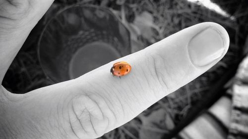 Close-up of ladybug