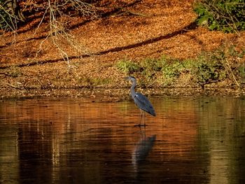 High angle view of gray heron perching on lake