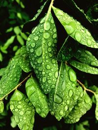 Close-up of raindrops on leaves