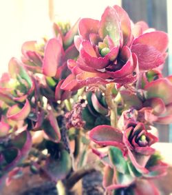 Close-up of flowers