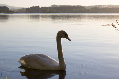 Swan swimming on lake